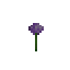 Allium