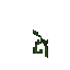 Attached Melon Stem