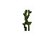 Big dripleaf stem