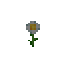 Oxeye Daisy
